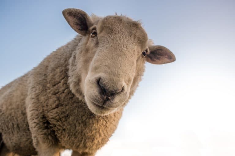 Tijdelijk geen schapen op droge dijken