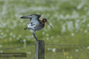 Weidevogels houden het moeilijk in Salland