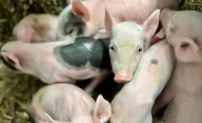 Naobers Piggy’s Palace en De Pothaar slaan de handen in één tijdens de slachtmaand