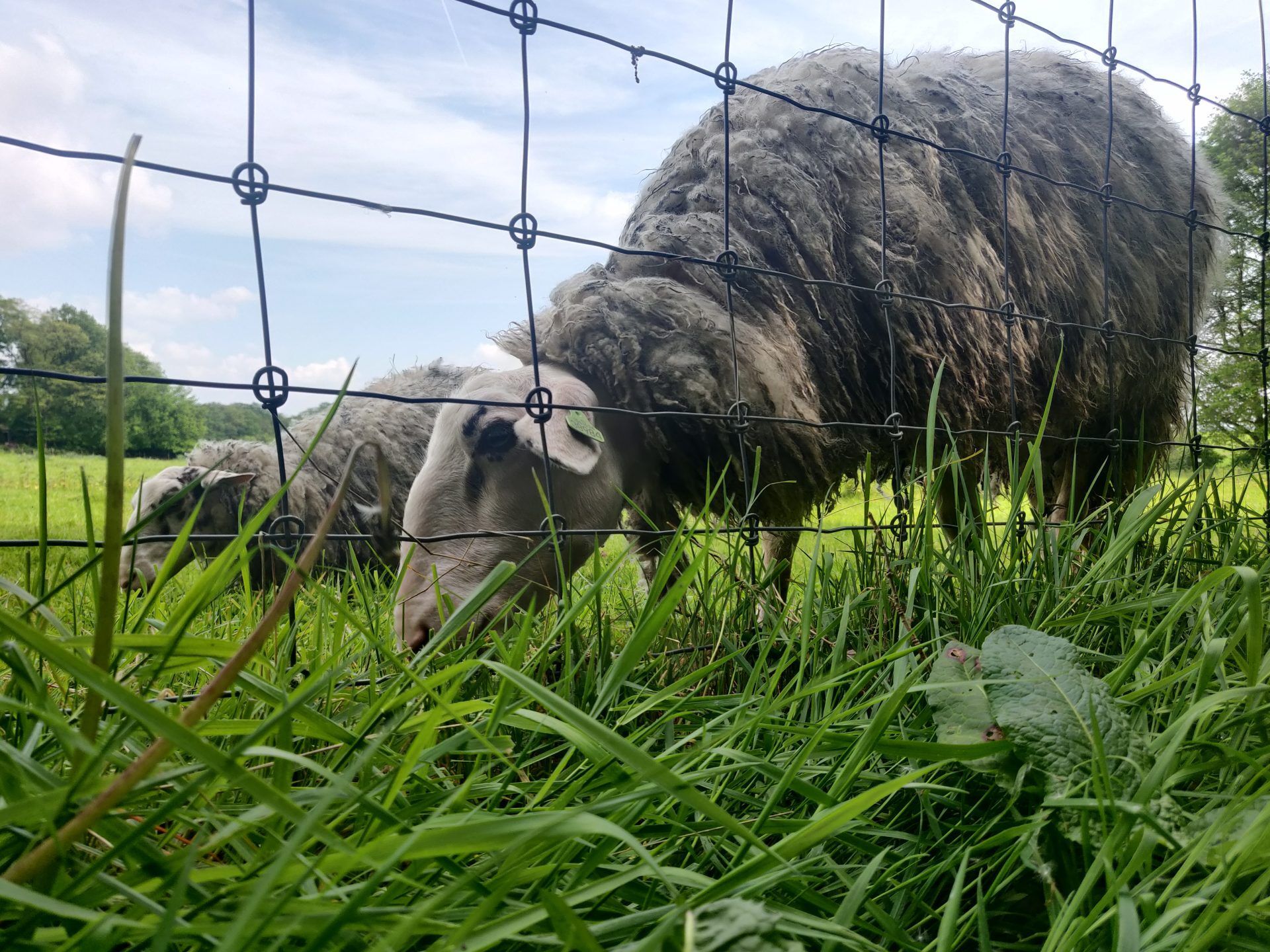 Onderzoek Toont Ander Klinisch Beeld Bij Blauwtong Aan Dan Vorig Jaar